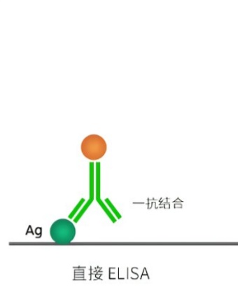 直接ELISA