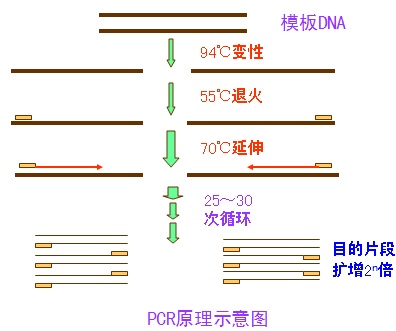 PCR原理圖