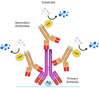 間接ELISA