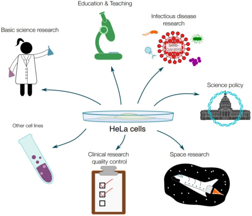 hela細胞用途